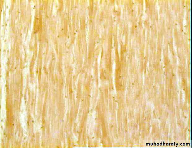 histology lab
