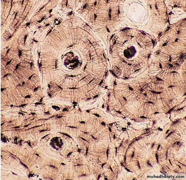histology lab
