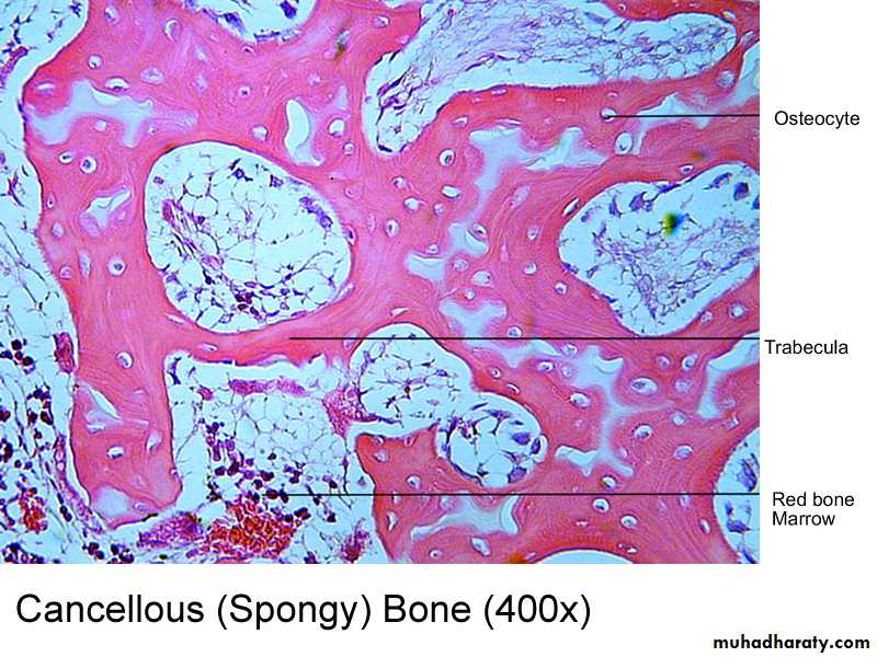histology lab
