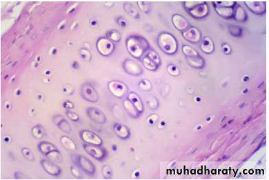 histology lab