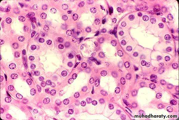 histology lab