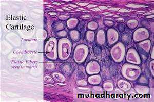 histology lab
