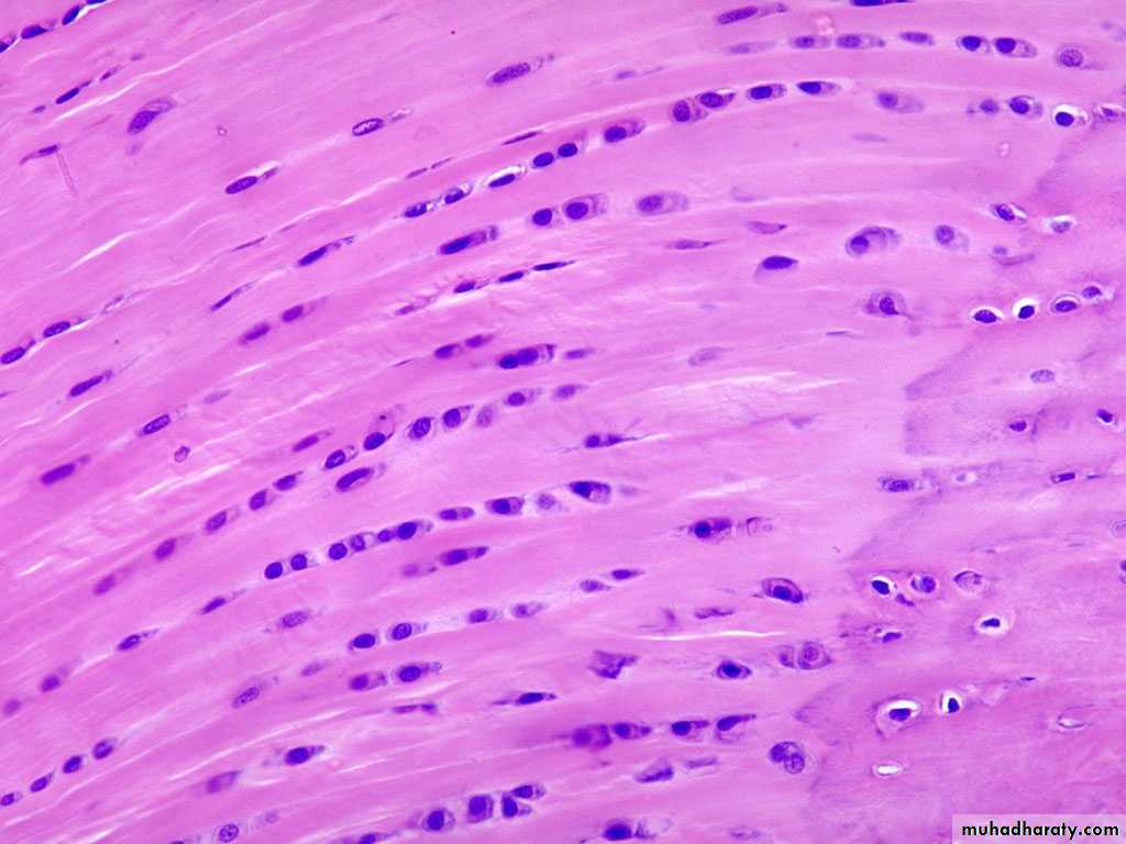 histology lab