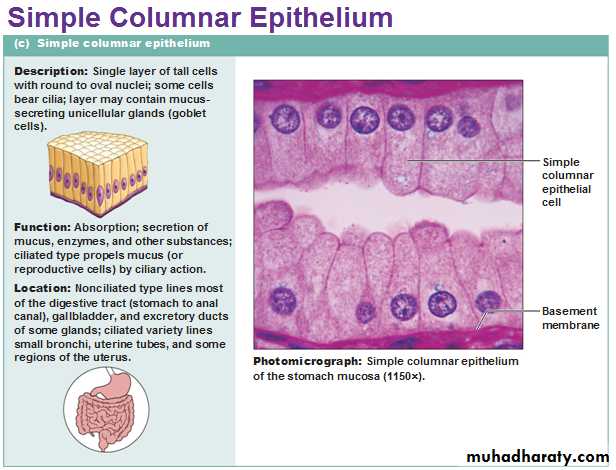 histology lab