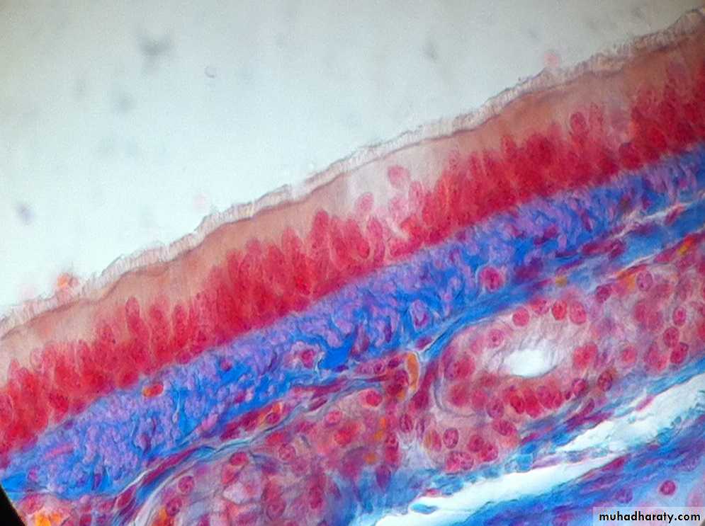 histology lab