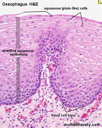 histology lab