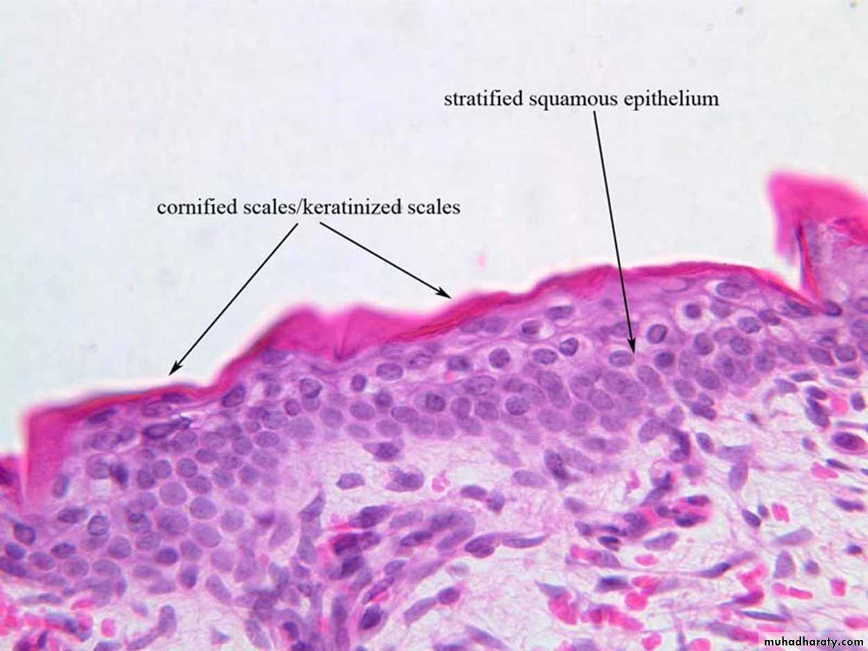 histology lab