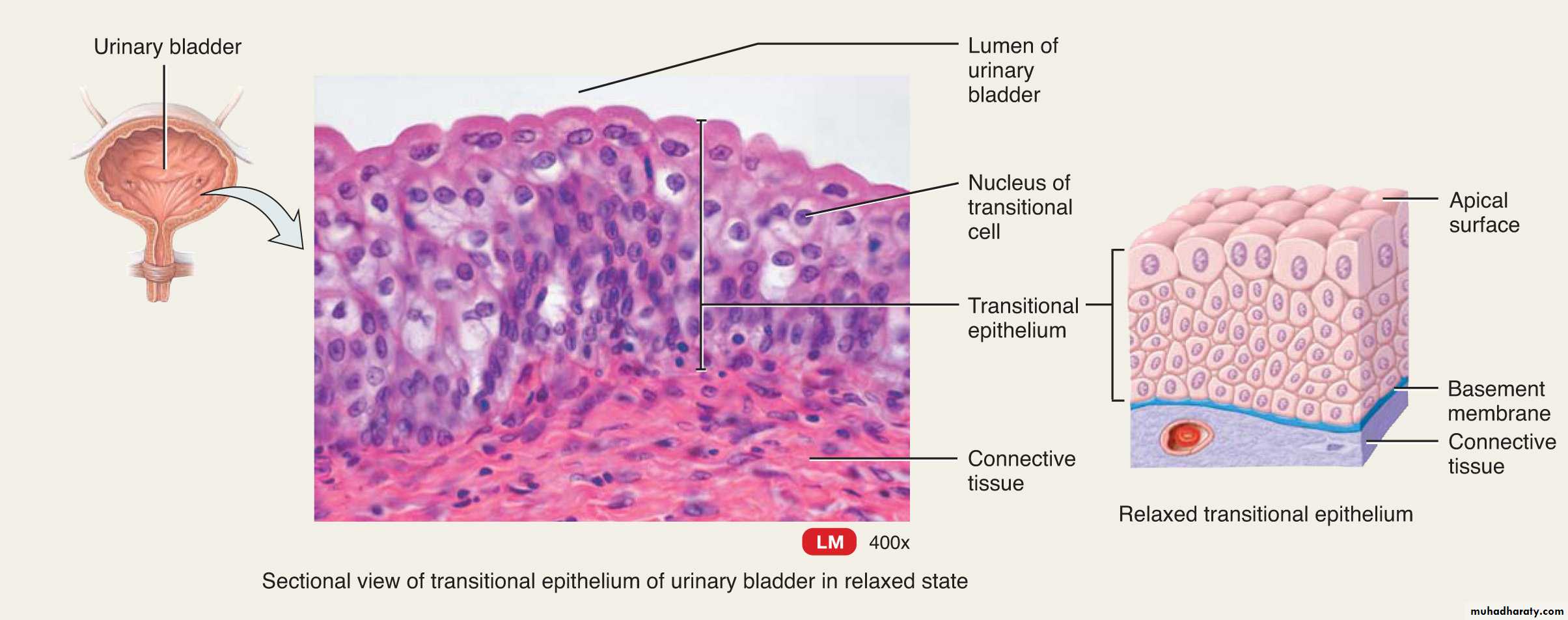 histology lab