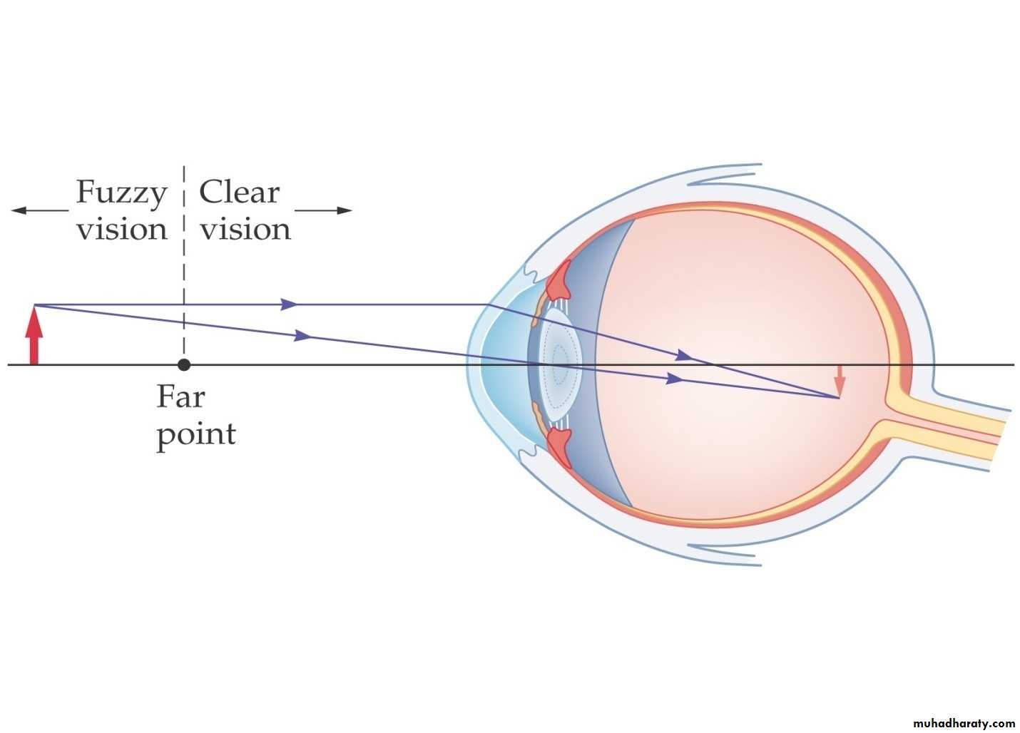 light in medicine and eye vision
