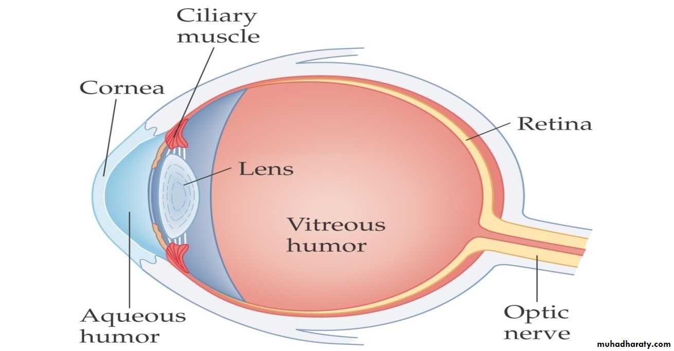 light in medicine and eye vision
