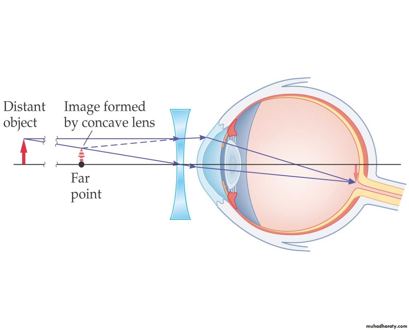 light in medicine and eye vision