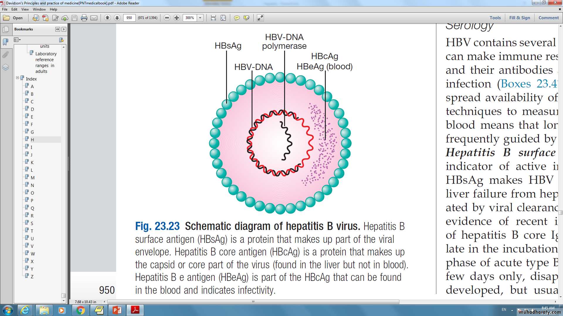 Viral Hepatitis