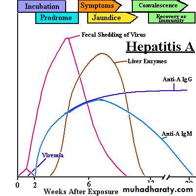 Viral Hepatitis