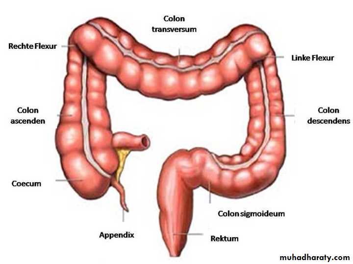 Diseases of large bowel