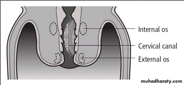 Slides of gynecology