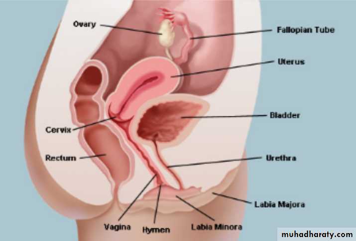 Slides of gynecology