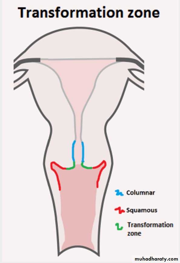Slides of gynecology
