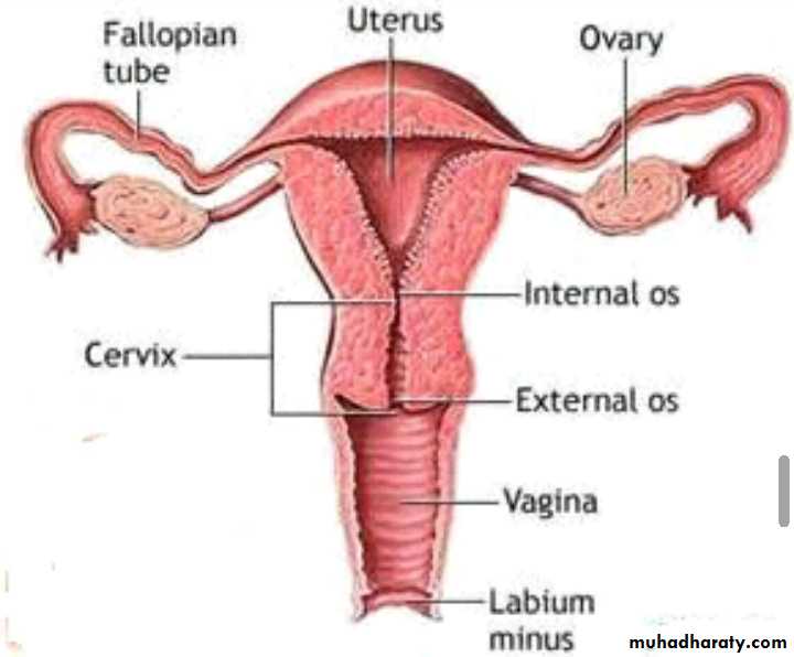 Slides of gynecology