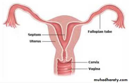 Slides of gynecology