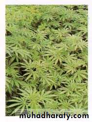 Substance related disorder 2