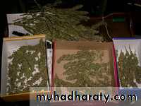 Substance related disorder 2