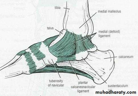 tibial and fibular injury