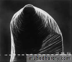 Endodontics