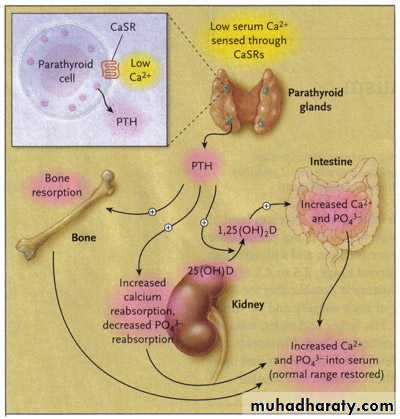 parathyroid