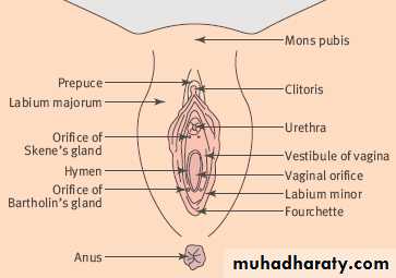 disease of vulva