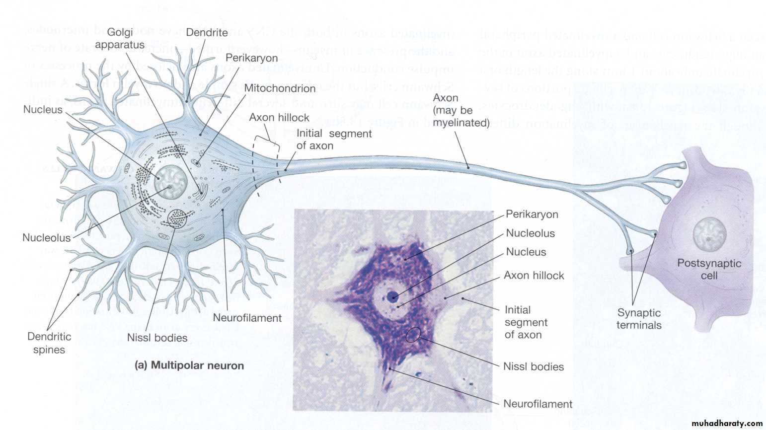 Toxic response of nervous system