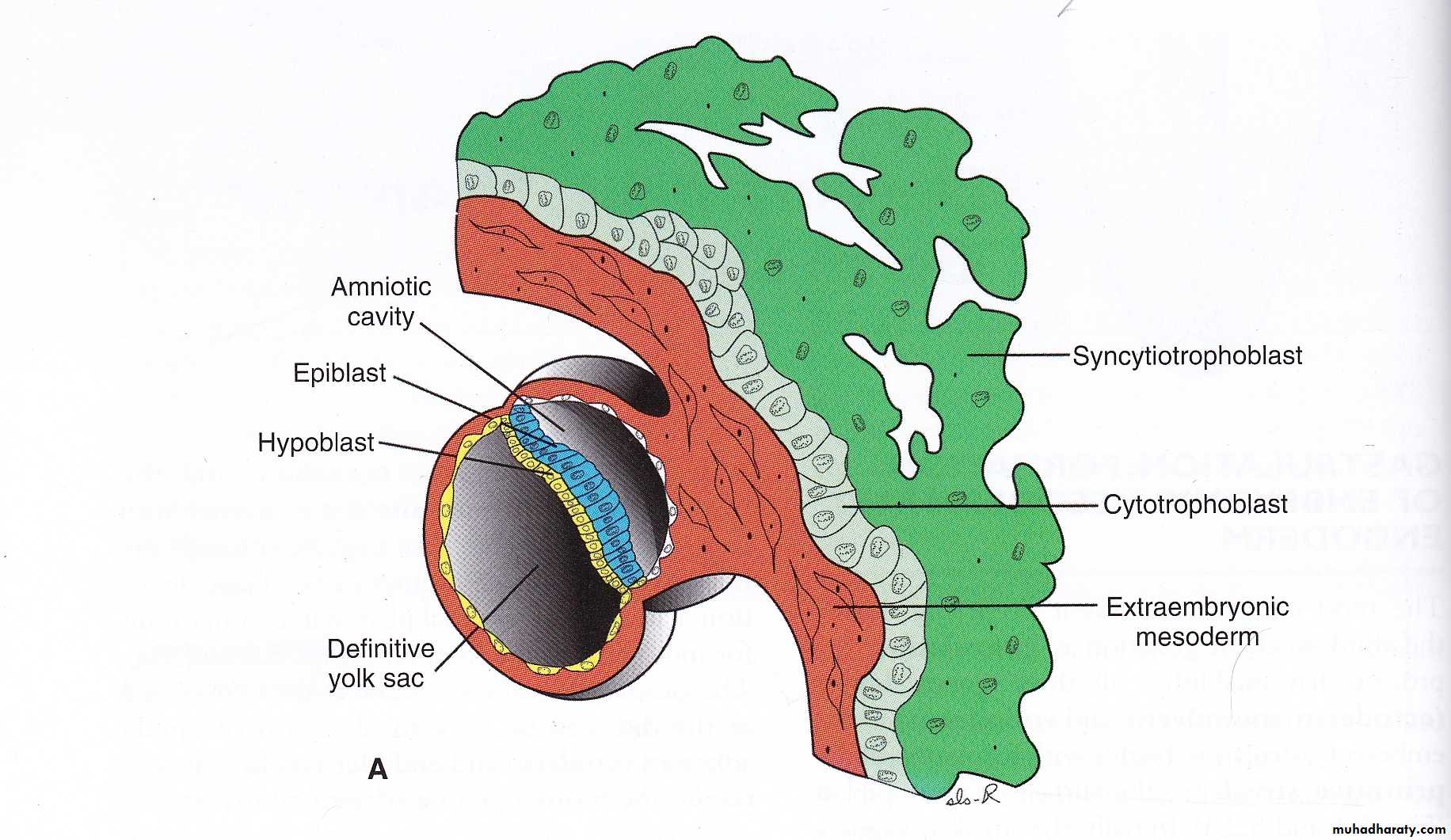 Embryology