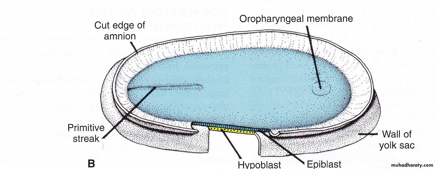Embryology