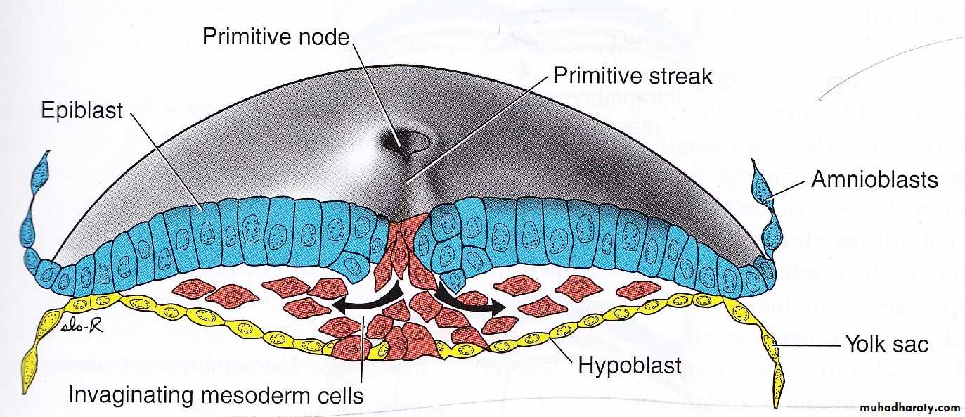 Embryology