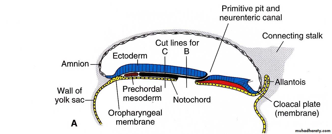 Embryology