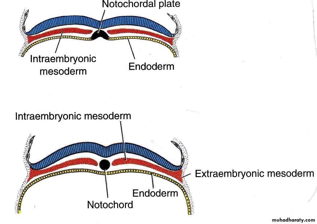 Embryology