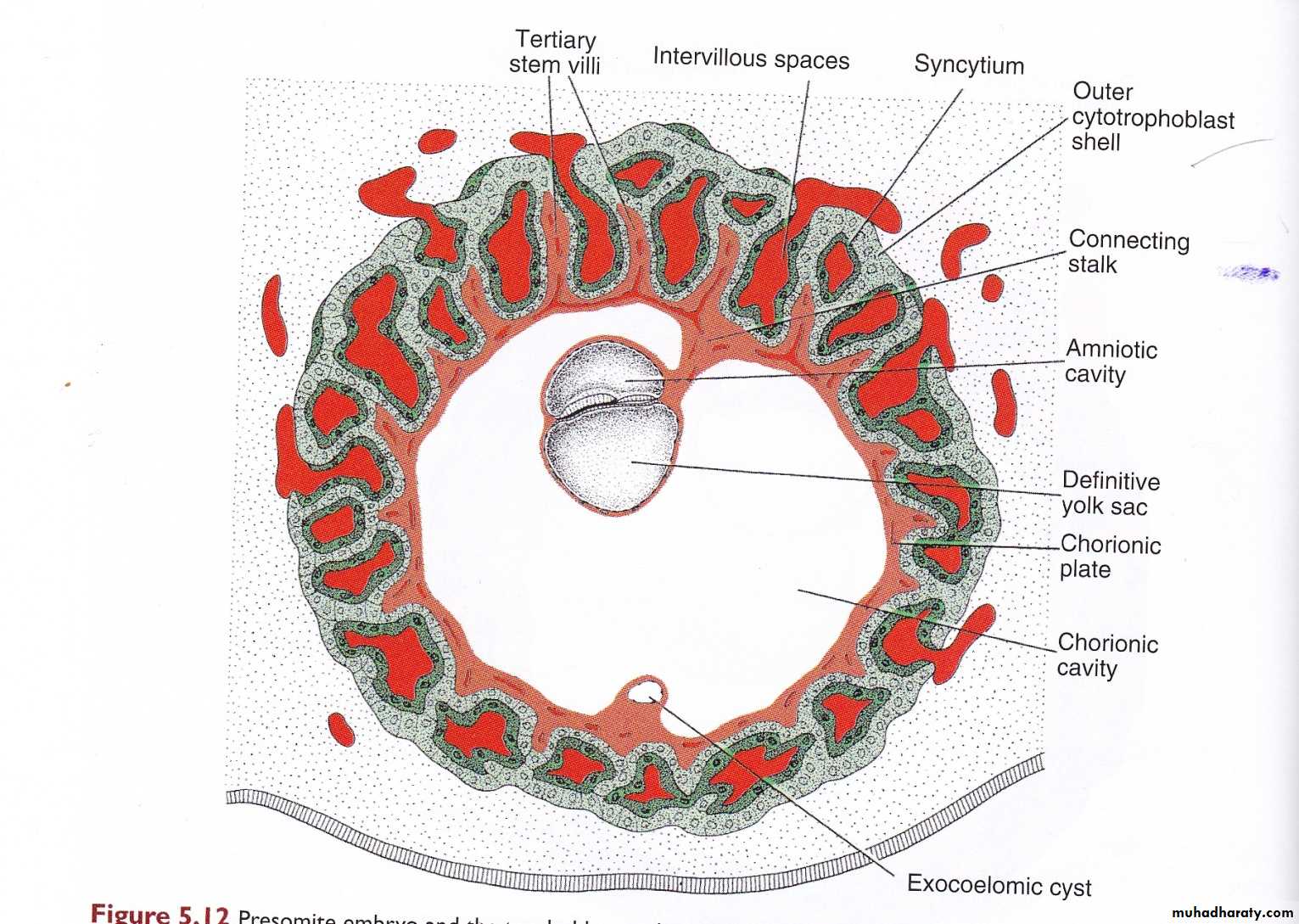 Embryology