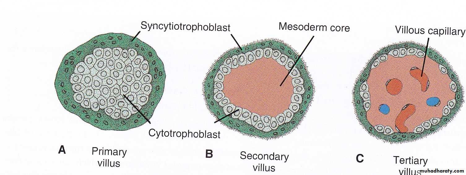 Embryology