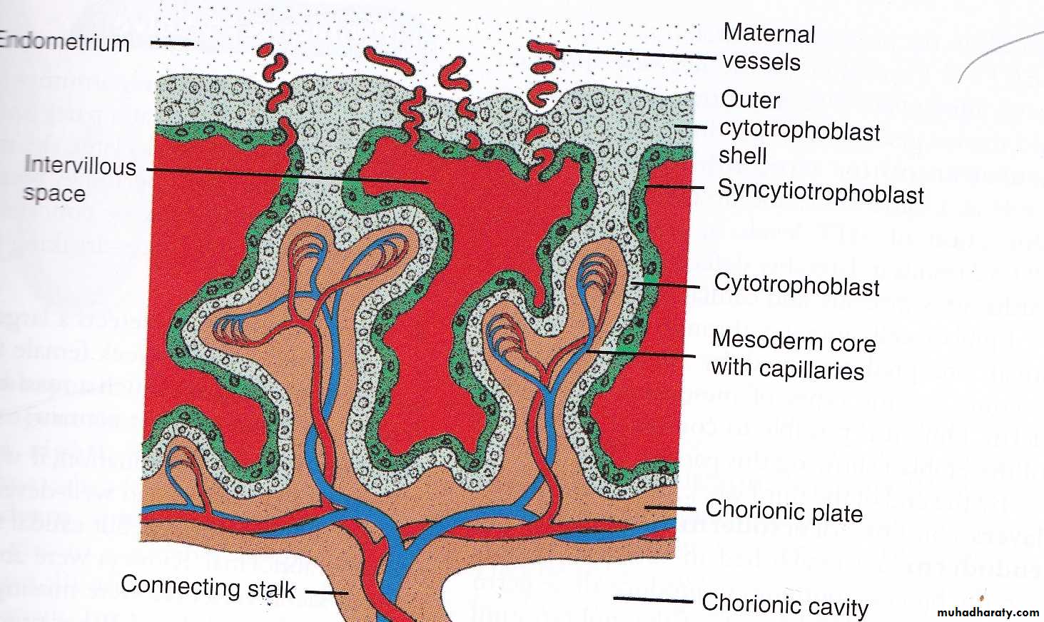 Embryology
