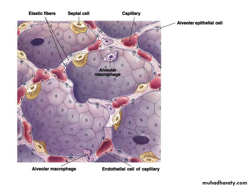 Respiratory system