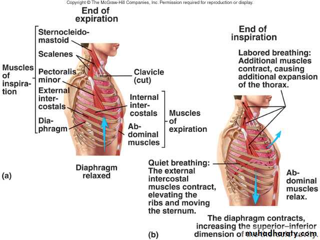 Respiratory system