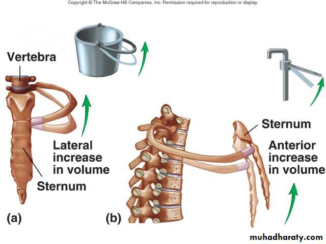 Respiratory system