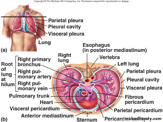 Respiratory system