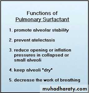 Respiratory system