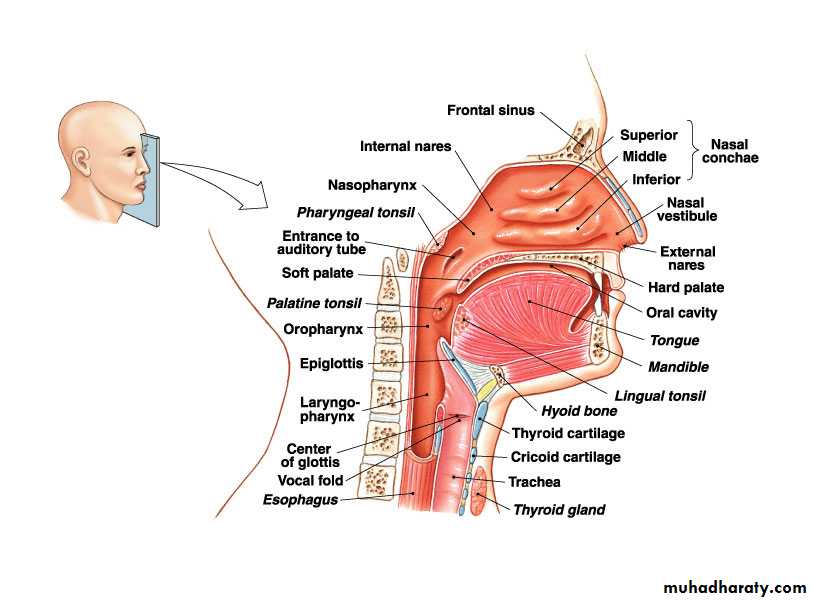 Respiratory system