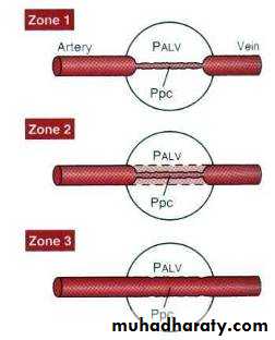 Respiratory system