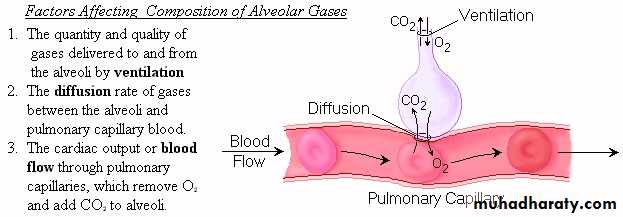 Respiratory system