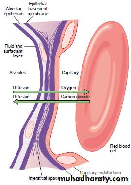Respiratory system