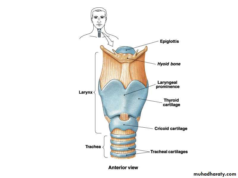 Respiratory system