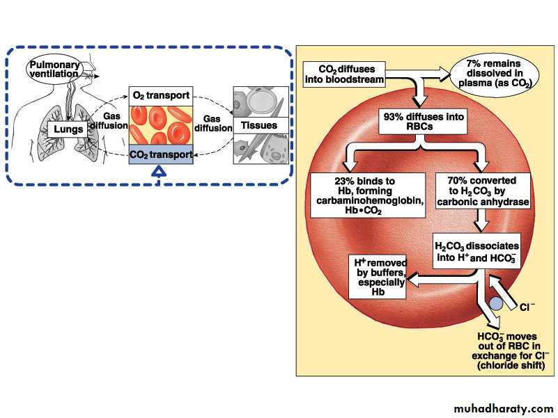 Respiratory system