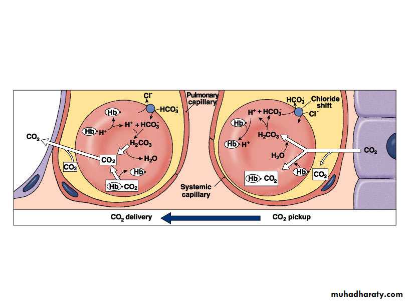 Respiratory system